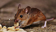 24 Hour & Emergency Exterminators in Sidestown, NC